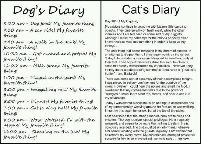 dog diary vs cat diary