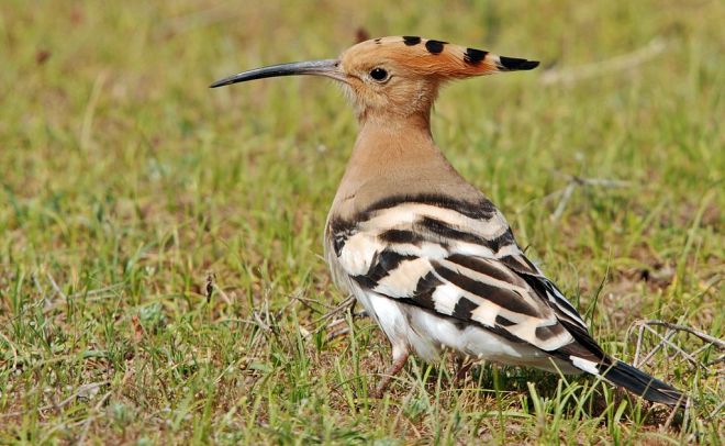 hoopoe