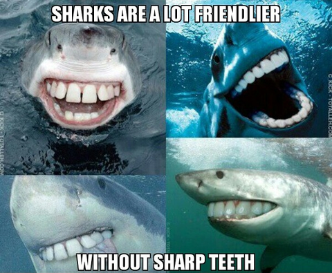 sharks